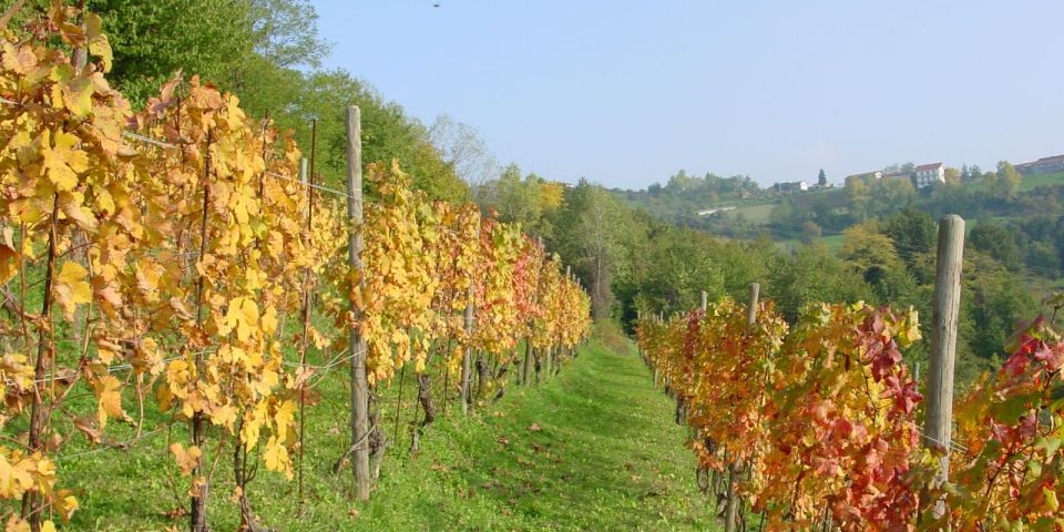 
			Der Weinberg im Herbst
			