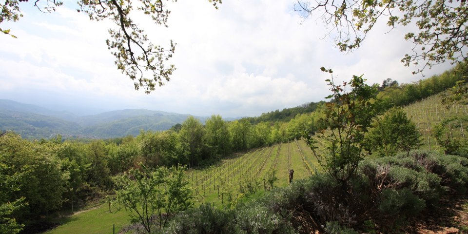 
			The view over the vineyard
			