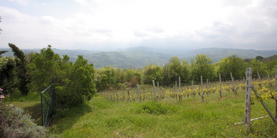 
			A vineyard with a view
			